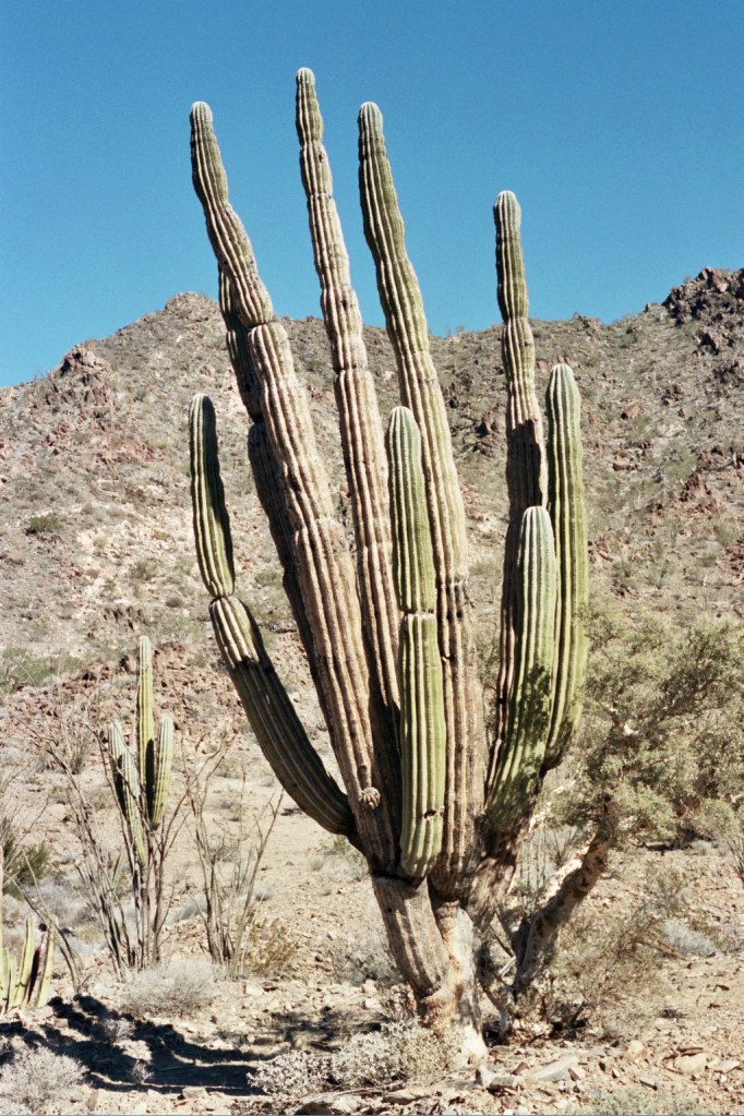 Autosave-File vom d-lab2/3 der AgfaPhoto GmbH