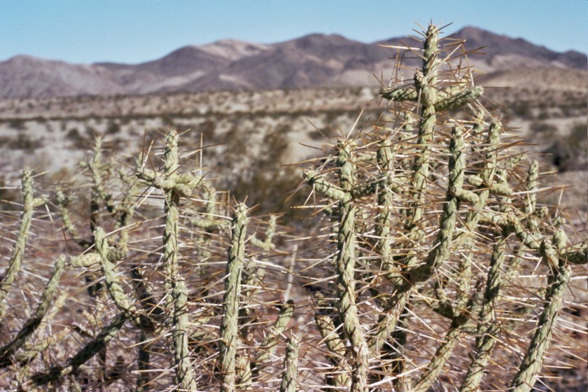 CrampedUp_JoshuaTree5