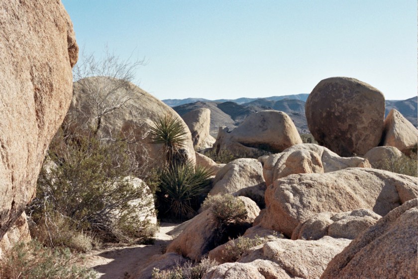 CrampedUp_JoshuaTree2