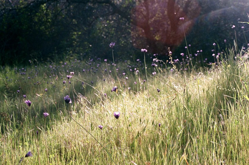 Merced River - flowers 2 - Cramped Up