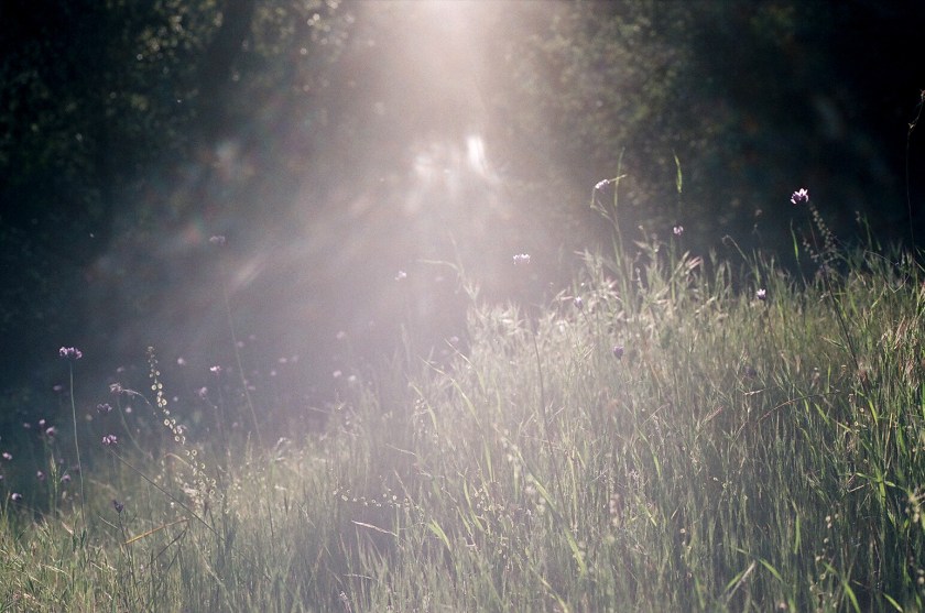 Merced River - flowers 3 - Cramped Up