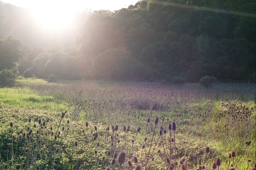 cramped up china camp field