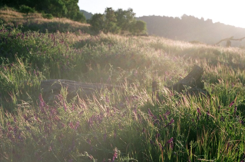 cramped up china camp flowers