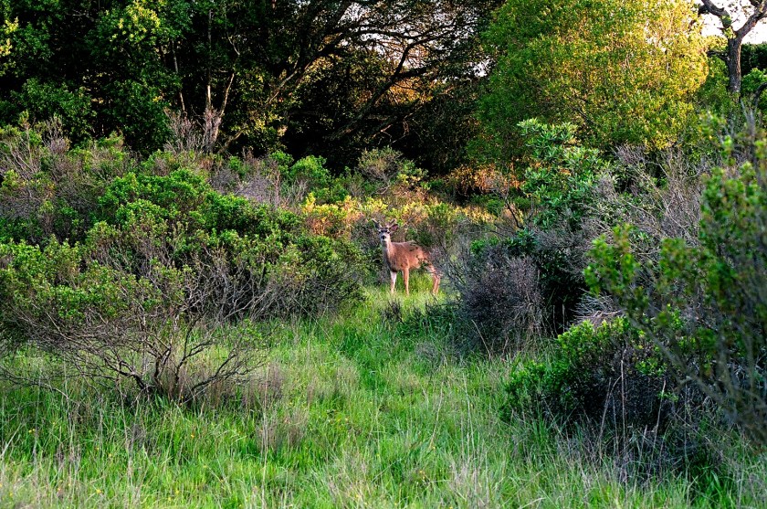 cramped up china camp deer
