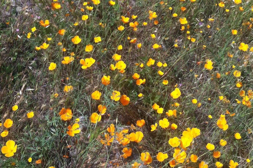 Merced River - yellow flowers 2 - Cramped Up