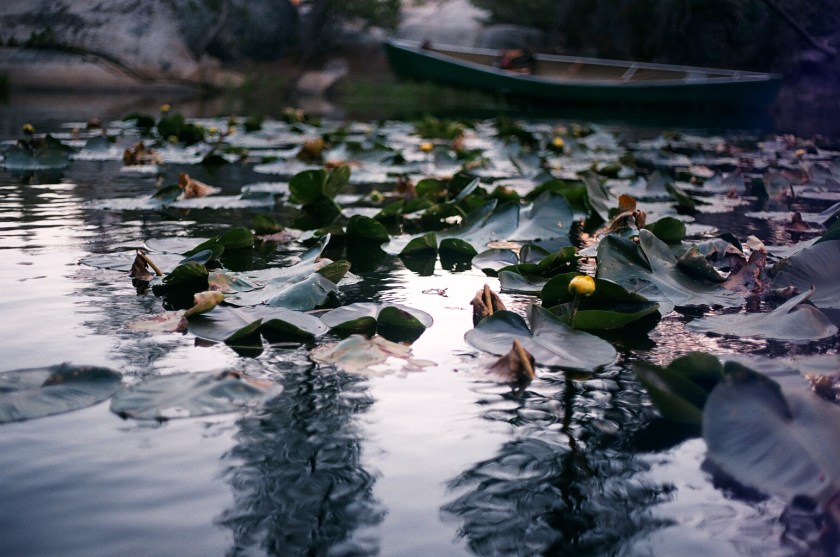 Cramped Up Utica Reservoir lily pads