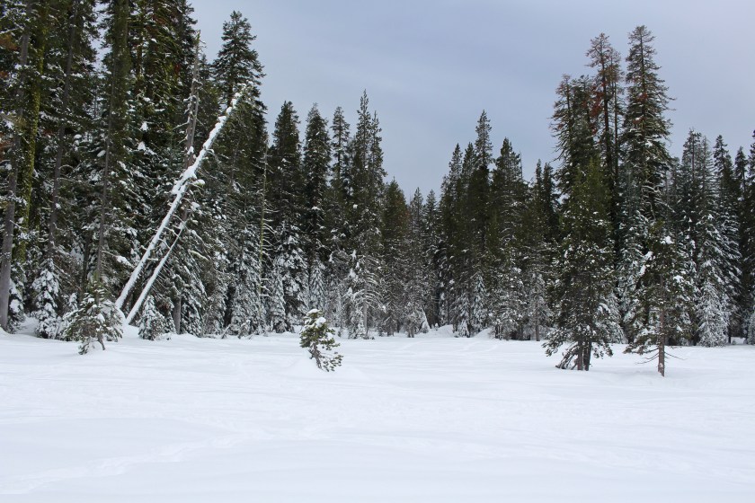 Cramped Up snowshoe meadow 
