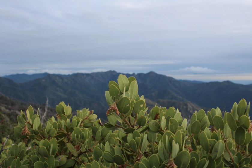 cramped up big sur manzanita