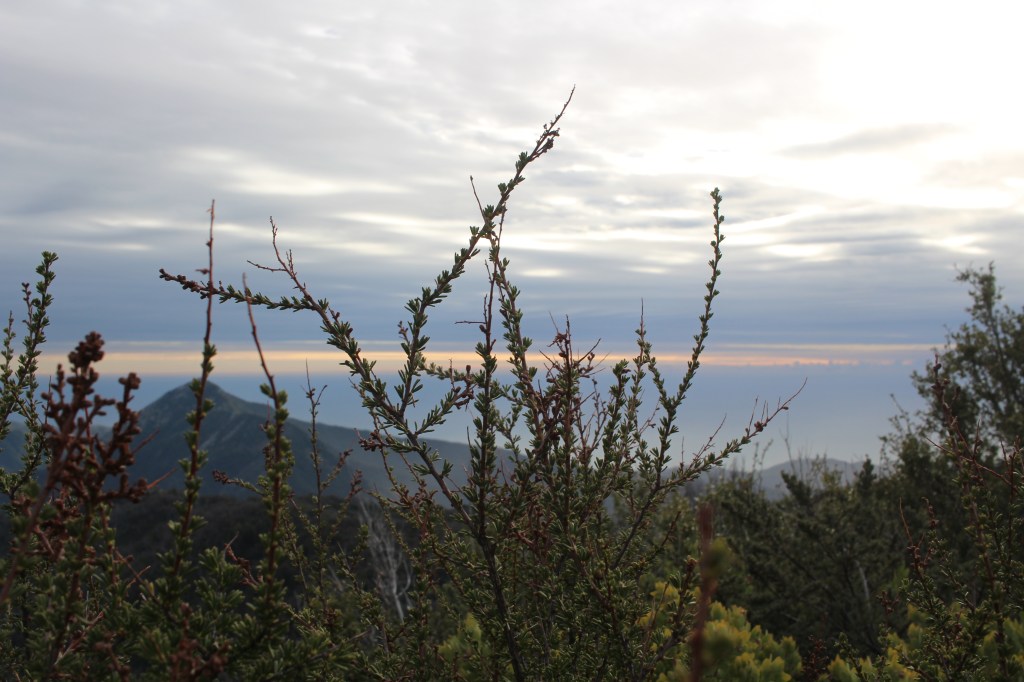 cramped up big sur plants