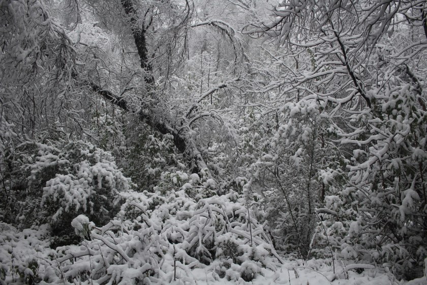 cramped up big sur pat springs woods snow