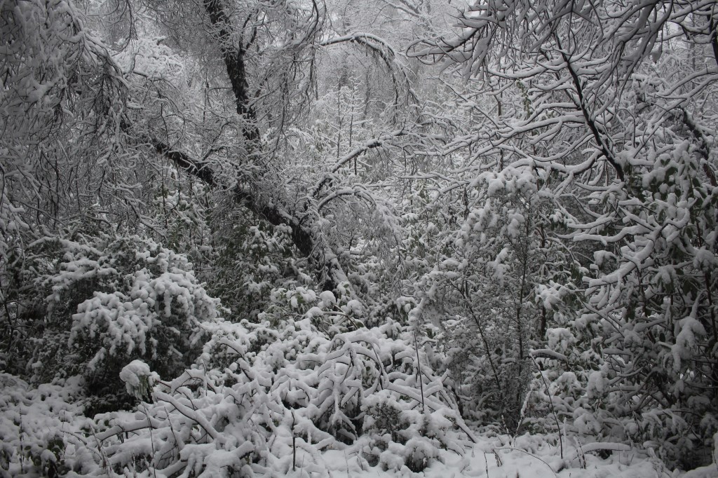 cramped up big sur pat springs woods snow