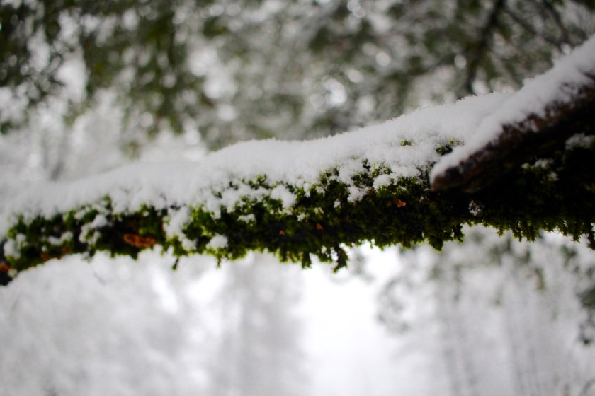 cramped up big sur pat springs moss snow