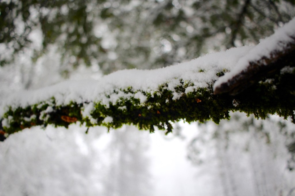 cramped up big sur pat springs moss snow