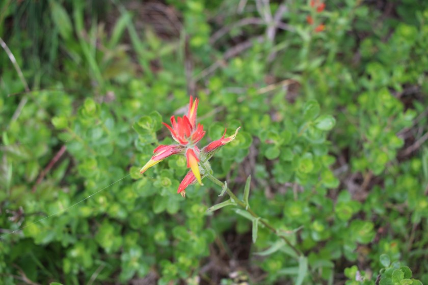 cramped up wildflowers bolinas 1