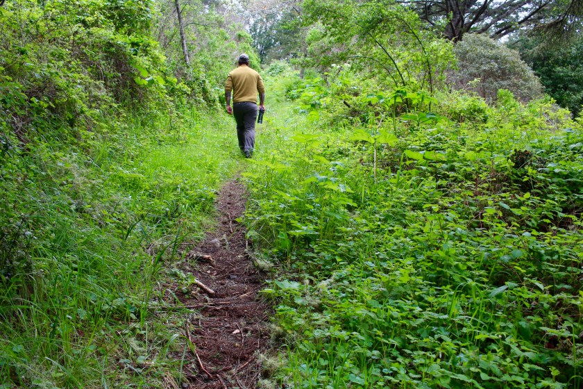 cramped up wildflowers bolinas 3