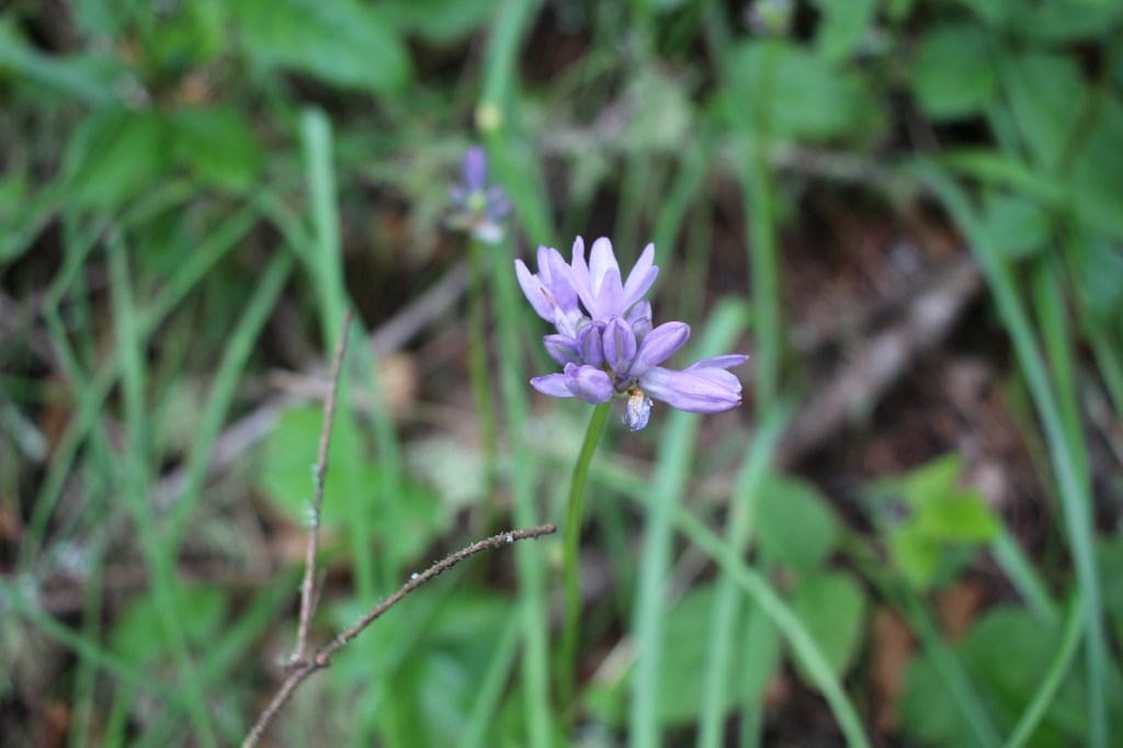 cramped up wildflowers bolinas 4