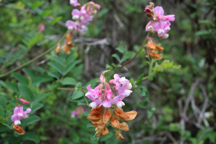 cramped up wildflowers bolinas 6