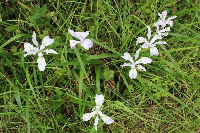 cramped up wildflowers bolinas 7
