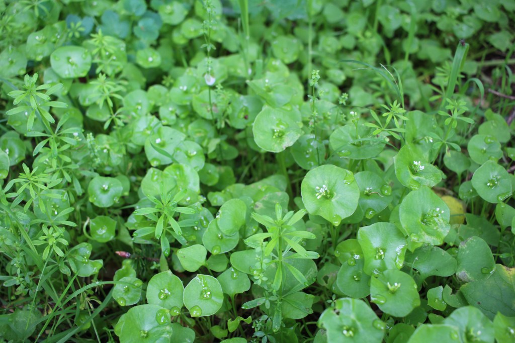 cramped up wildflowers bolinas 8