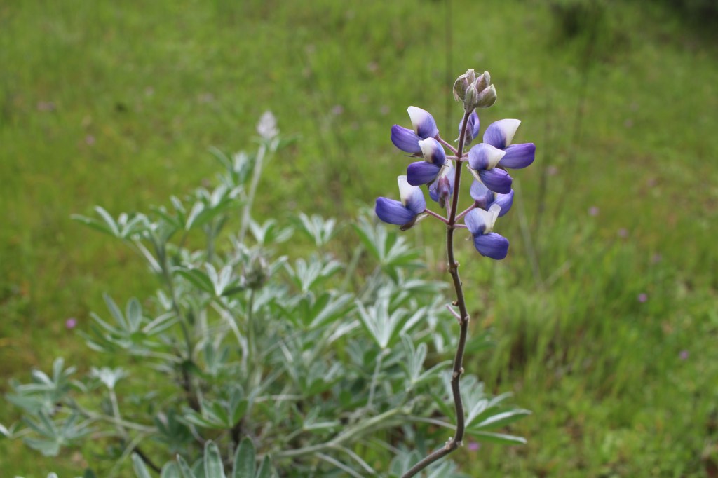 cramped up wildflowers bolinas 10