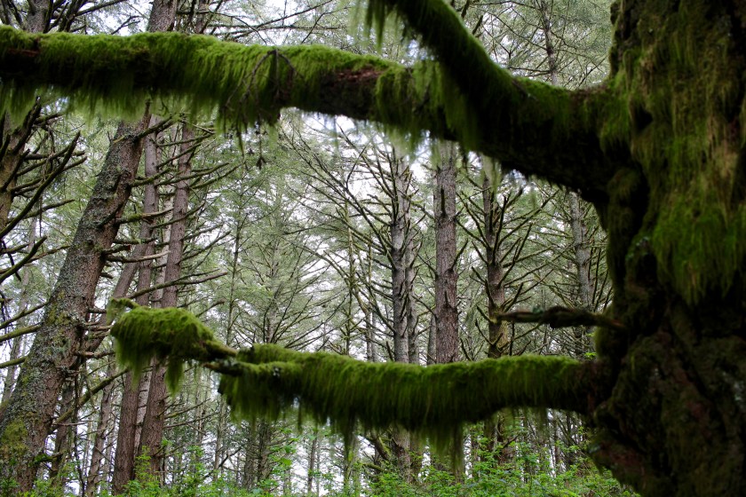cramped up wildflowers bolinas 12