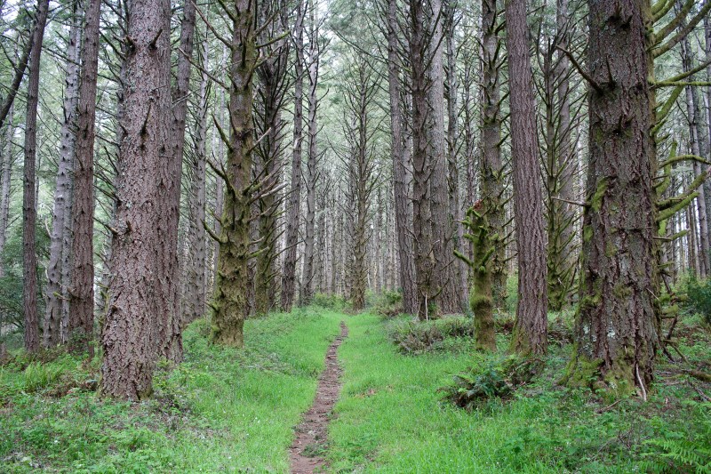 cramped up wildflowers bolinas 13