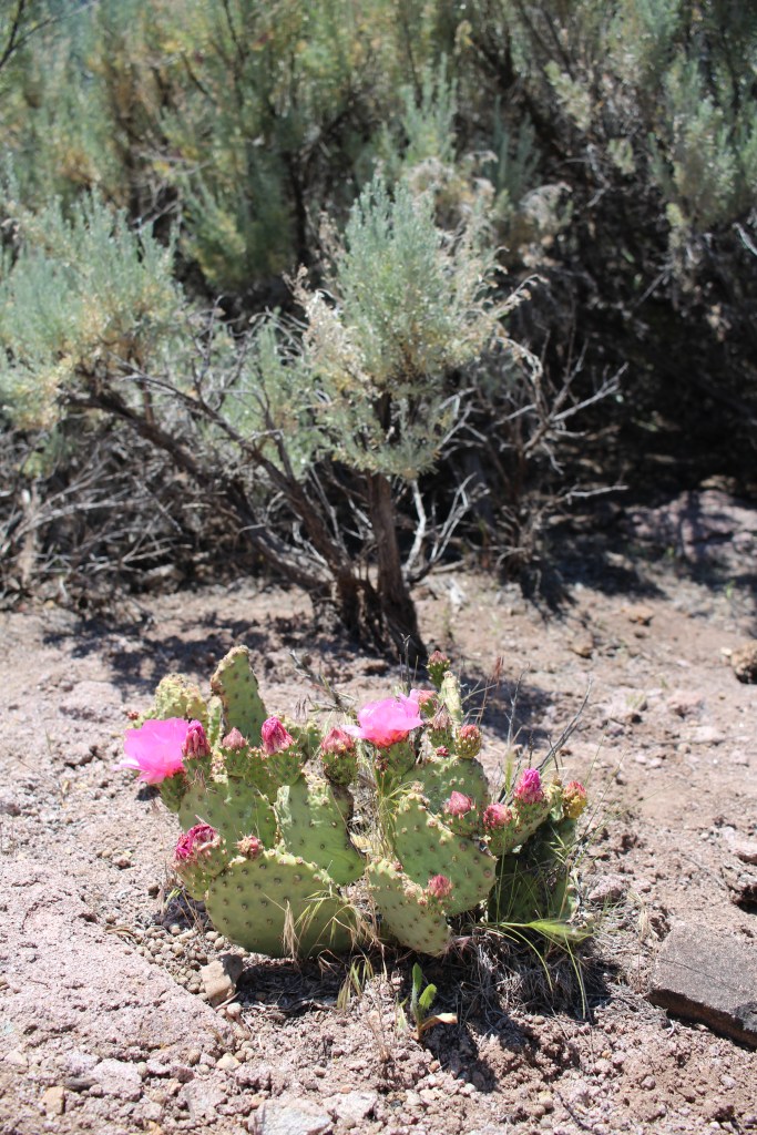 cramped up road trip southwest 11 utah cactus