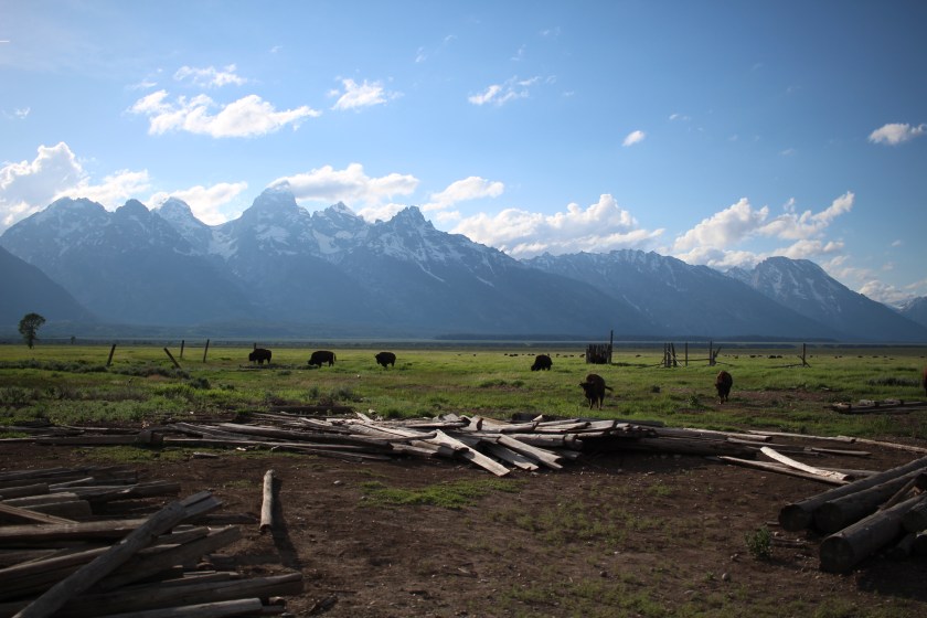 cramped up road trip grand tetons mountain buffalo