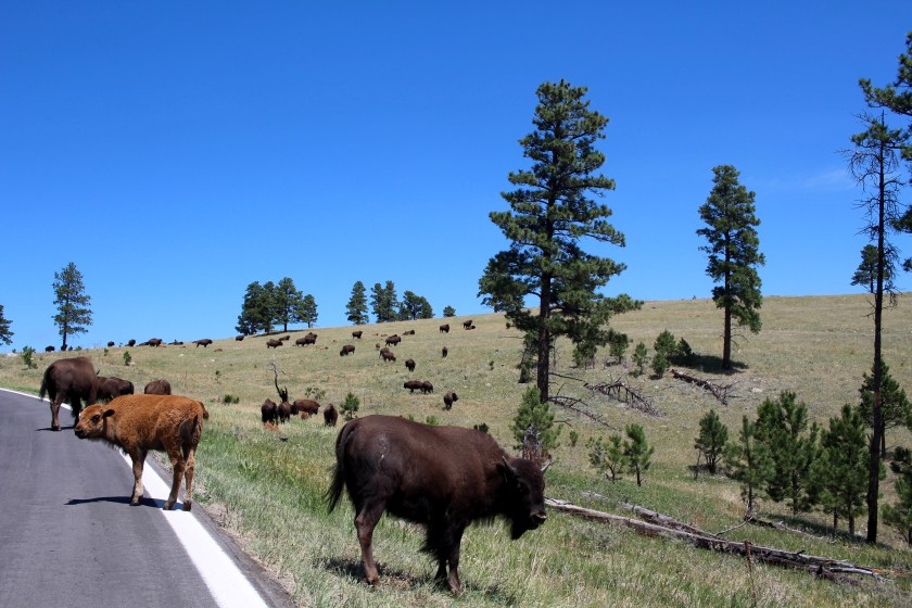 cramped up road trip south dakota custer state park buffalo